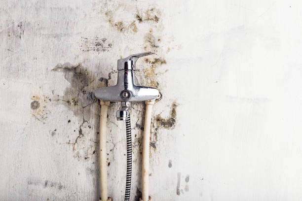 Best Mold Testing  in Ingalls Park, IL