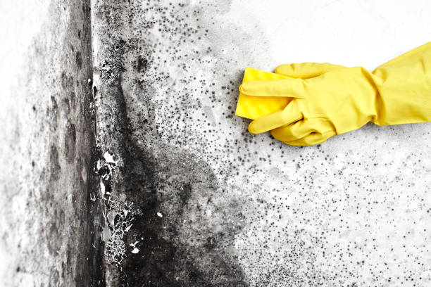Attic Mold Removal in Ingalls Park, IL