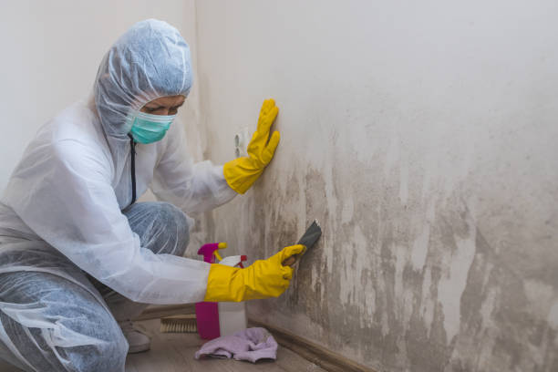 Trusted Ingalls Park, IL Mold Removal Experts
