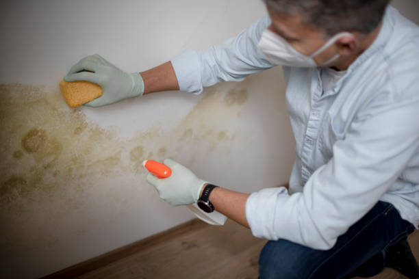 Best Toxic Mold Removal  in Ingalls Park, IL