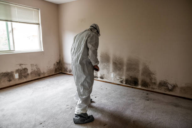 Home Mold Removal in Ingalls Park, IL