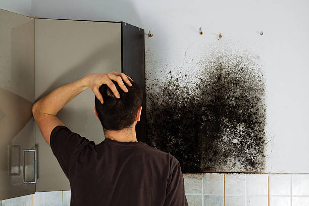 Best Office Mold Removal Services  in Ingalls Park, IL