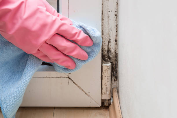 Best Mold Cleaning Services  in Ingalls Park, IL